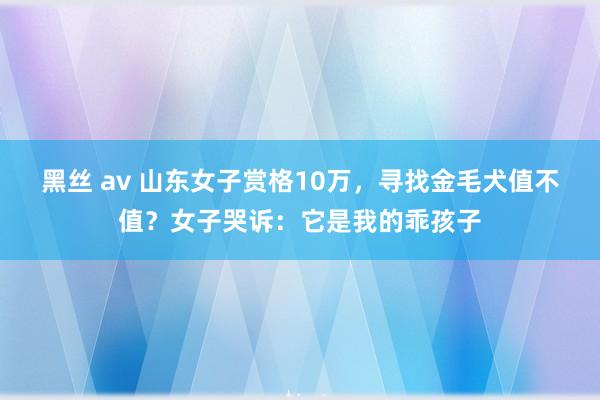 黑丝 av 山东女子赏格10万，寻找金毛犬值不值？女子哭诉：它是我的乖孩子